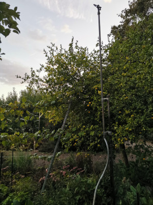 Überkronenregnergestänge.jpeg