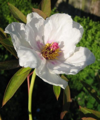 Paeonia_suff._ohne_Namen_05.08-01.jpg