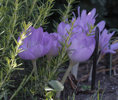 DSC_6076_DxO_DxO.jpg