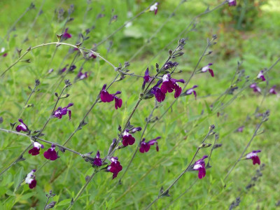 2022-09-20 Salvia greggii 'Amethyst Lips'.jpg
