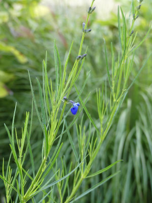 2022-09-20 Salvia reptans 'Blue Willow' 1.jpg