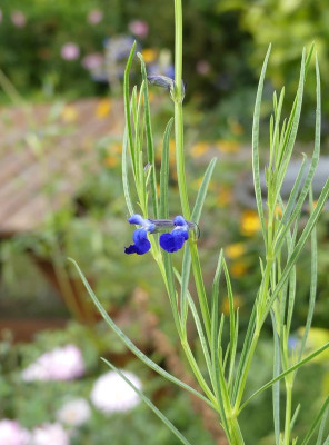 2022-09-20 Salvia reptans 'Blue Willow' 2.jpg