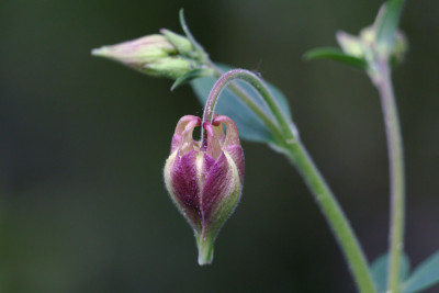 Akelei-knospig.jpg