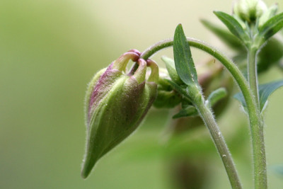 Akelei-knospig-2.jpg