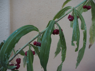 Polygonatum roseum 21.9.22 ue.JPG