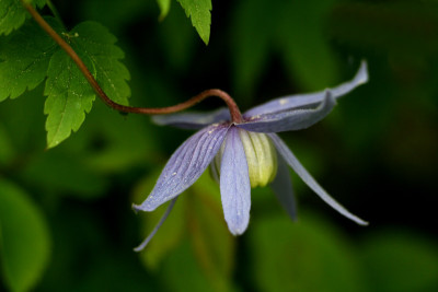 Clematis-alpina-1.jpg
