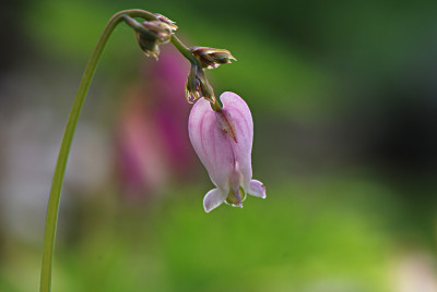 Farbe-rosa-Mai0508.jpg