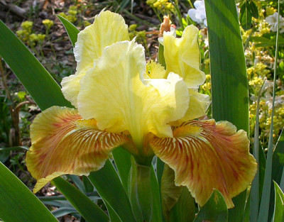 Iris_Golden_Muffin_7.5.08.jpg