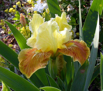 Iris_Golden_Muffin_2_7.5.08.jpg
