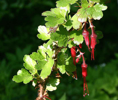 comp_Ribes-speciosum.jpg