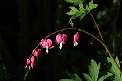 Dicentra08058.jpg