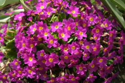 Primula_juliae.JPG