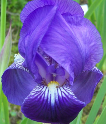 000_2540_erste_halbhohe_Iris.jpg