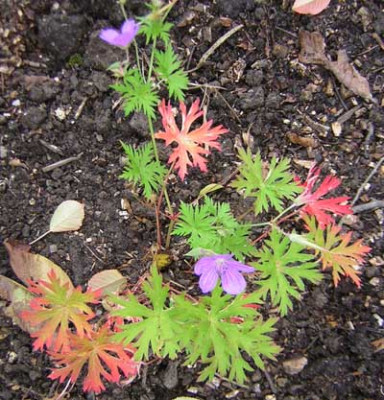 77Geranium_Nimbus.jpg