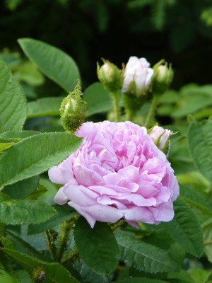 2019-06-05 Rosen 'Isphahan' 2.jpg