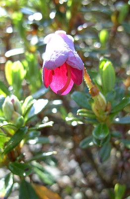 Rhododendron_campylogynum_myrtilloides_fars_2008.jpg