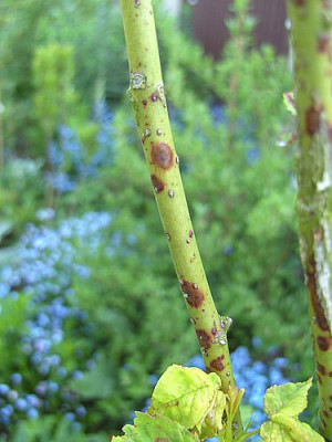 kranke_Rose_fars_2008.jpg