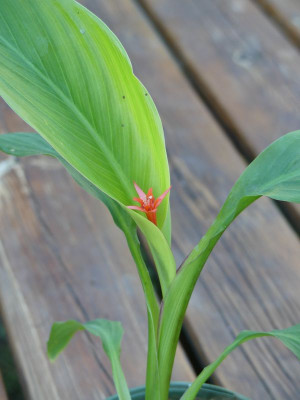 2022-09-22 Canna jaegeriana.jpg