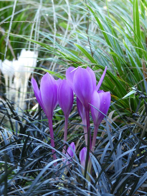 2022-09-22 Colchicum 'Atrorubens' 2.jpg