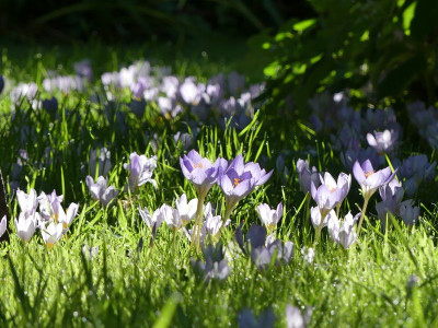 2022-09-22 Crocus 1.jpg