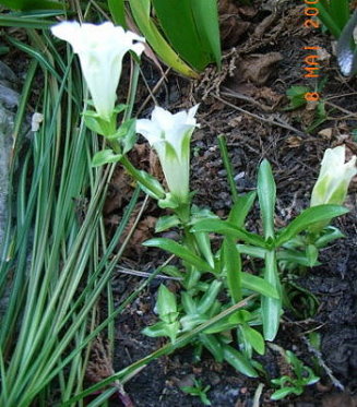 G-aucalis-alba3.JPG