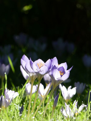 2022-09-22 Crocus 2.jpg