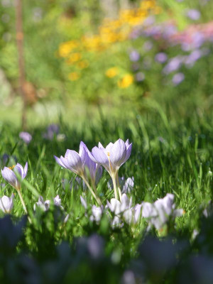 2022-09-22 Crocus 3.jpg