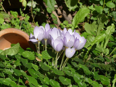 2022-09-22 Crocus 4.jpg