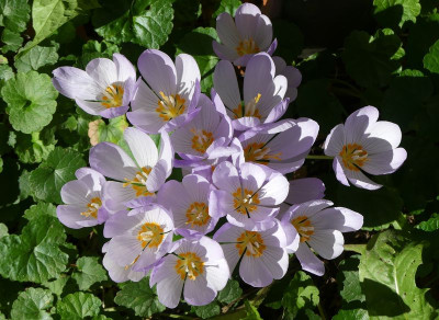 2022-09-22 Crocus 5.jpg