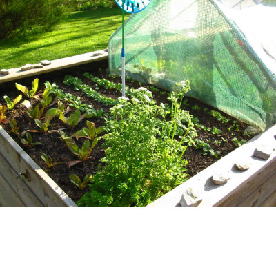 Gemuse_Hochbeet_1_07.05.08.jpg