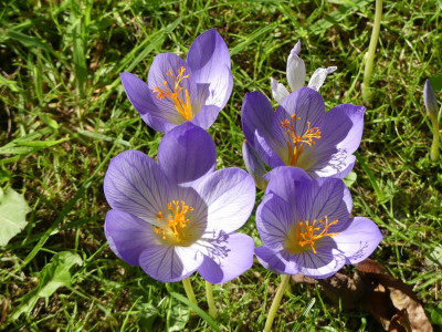 2022-09-22 Crocus 6.jpg