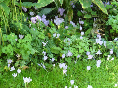 2022-09-22 Crocus 7.jpg
