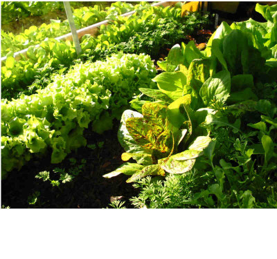 Gemuse_Fruhbeet_07.05.08.jpg