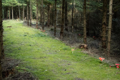 wald.jpg