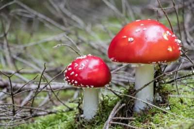 pilz.jpg