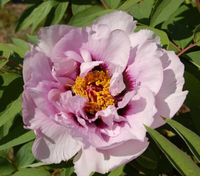 Fen_Jin_Yu_P_22218_90.jpg