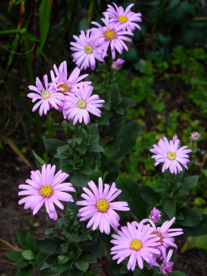 Rosa Erfüllung 2022-09-02.JPG