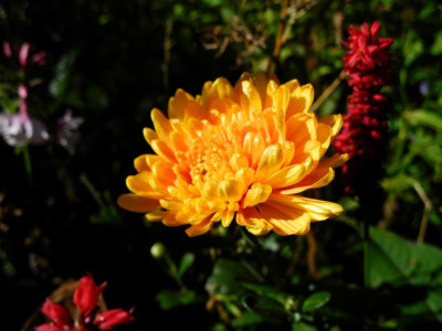 Dixter Orange 2022-09-21.JPG