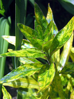 Oenothera_fruticosa__Camel_94171.jpg