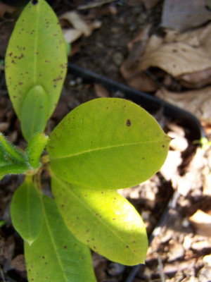 100_1140_RHODODENDRON_purdomii_Samling__640.jpg