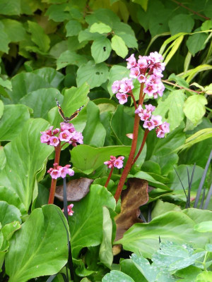 2022-09-23 Bergenia.jpg
