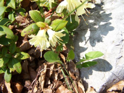 100_1142_RHODODENRON_Non-identified___500.jpg