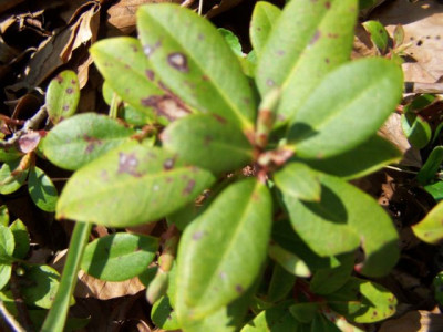 100_1143_RH._Non-identified_Blattoberseite__640.jpg
