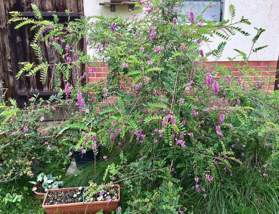 2022-09-24 Indigofera.jpg