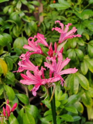 IMG_20220924_165100_Bokeh.jpg