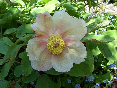 Paeonia_mlokosewitschii_Saemling_1.jpg