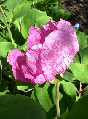 Paeonia_mlokosewitschii_Saemling_2.jpg