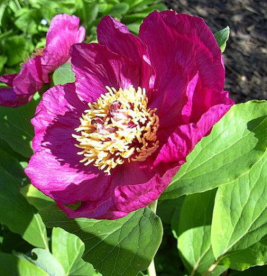 Paeonia_mlokosewitschii_Saemling_3.jpg