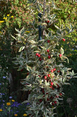 Cornus_mas-Variegata.22-1.jpg