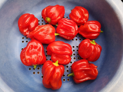 220925_Vicences Sweet Habanero.jpg
